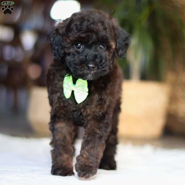 Sprout, Miniature Poodle Puppy